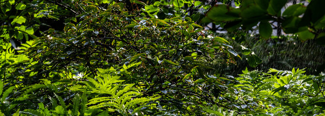 Obraz premium Waldvegetation bei einem Sommerregen