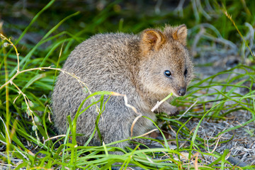 Quokka - Rottnest Island - Australia