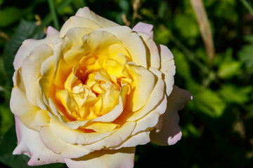 Beautiful yellow rose on flowerbed in the garden