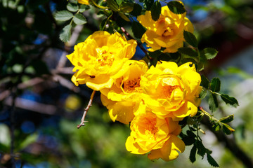 Beautiful bush of yellow roses in the garden