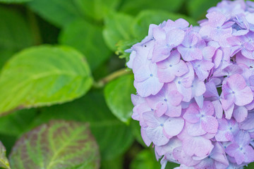 Hydrangea on rainy day.Hortensia flower, hydrangea flower,floral background.Copy space. purple hydrangea in the garden. The flower are blooming in spring and summer