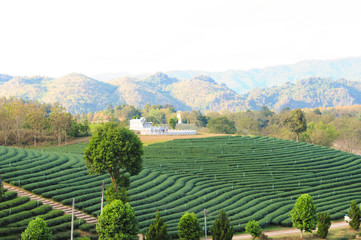 Fototapeta na wymiar Tea Plantation Nature Landscape Background