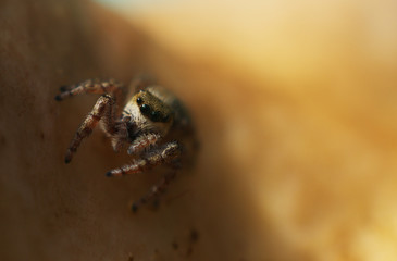 jumping spider on mushroom