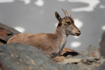 Mountain goat on mountain peak
