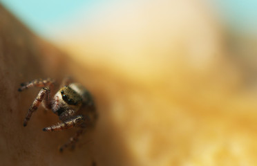 jumping spider on mushroom
