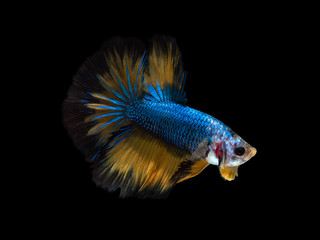 Fototapeta premium blue fighting fish on black background with clipping path