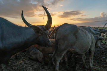 Group of buffalo herd sunset moment