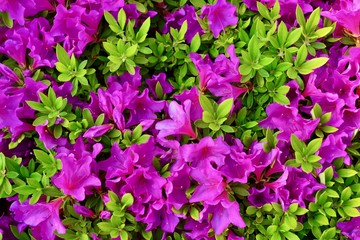 葛城山のつつじ と山道, 