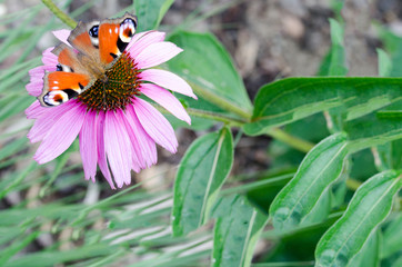 Schmetterling auf Blüte