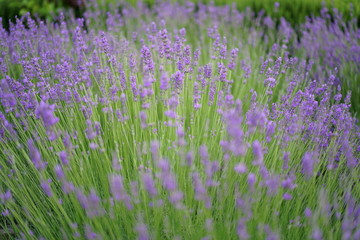 紫色のラベンダー　アロマ