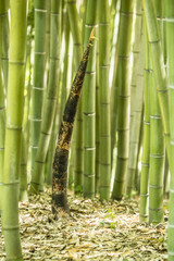 Spring Bamboo shoot