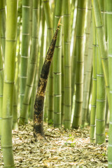 Obraz premium Spring Bamboo shoot