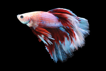 Betta fish, siamese fighting fish, betta splendens isolated on black background,
fish on black background, fish fighting, Multi color Siamese fighting fish,