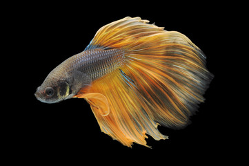 Betta fish, siamese fighting fish, betta splendens isolated on black background,
fish on black background, fish fighting, Multi color Siamese fighting fish,