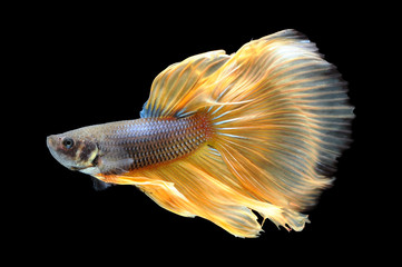 Betta fish, siamese fighting fish, betta splendens isolated on black background,
fish on black background, fish fighting, Multi color Siamese fighting fish,