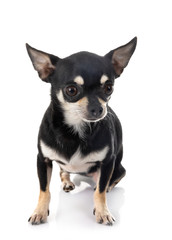 young chihuahua in studio