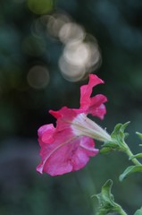 Fototapeta na wymiar Pink flower 