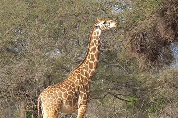 Giraffes walk in the savannah and eat leaves in the trees