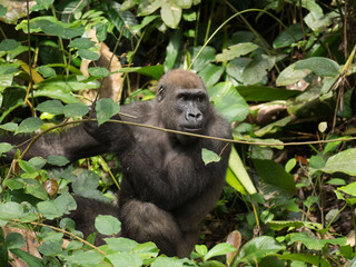 Gorilla in Gabon Endangered eastern gorilla in the beauty of african jungle (Gorilla gorilla)