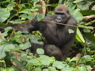 Gorilla in Gabon Endangered eastern gorilla in the beauty of african jungle (Gorilla gorilla)