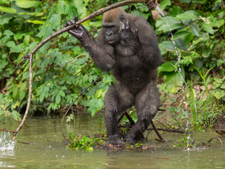 Gorilla in Gabon Endangered eastern gorilla in the beauty of african jungle (Gorilla gorilla)