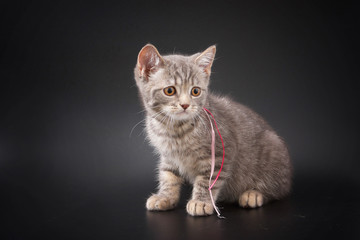kittens of British breed on a black background in studio.