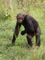 Chimpanzee consists of two extant species: the common chimpanzee and the bonobo. Together with humans, gorillas and orangutans they are part of the family Hominidae (the great apes). (Pan troglodytes)