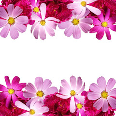 Beautiful floral background with peonies and Cosmo 