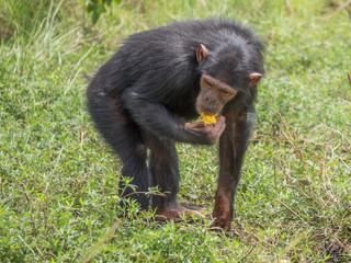 Chimpanzee consists of two extant species: the common chimpanzee and the bonobo. Together with humans, gorillas and orangutans they are part of the family Hominidae (the great apes). (Pan troglodytes)