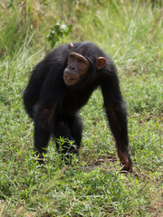 Chimpanzee consists of two extant species: the common chimpanzee and the bonobo. Together with humans, gorillas and orangutans they are part of the family Hominidae (the great apes). (Pan troglodytes)