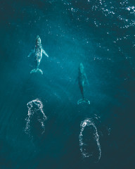 migrating humpback whales - obrazy, fototapety, plakaty