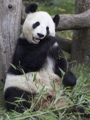 Fototapeta na wymiar Big Panda at the Vienna zoo, Austria