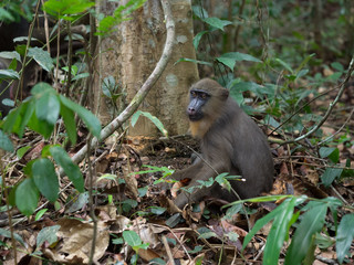 mandrill close-up portrait (Mandrillus sphinx)