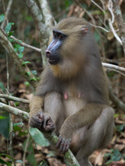 mandrill close-up portrait (Mandrillus sphinx)