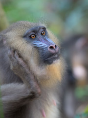 mandrill close-up portrait (Mandrillus sphinx)