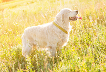 Obraz premium golden retriever meadow