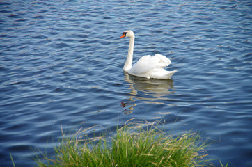 White swan floating in the water