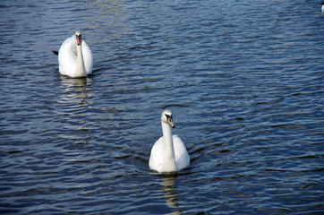 White swan floating in the water