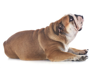 english bulldog