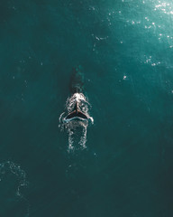 Obraz na płótnie Canvas migrating humpback whale