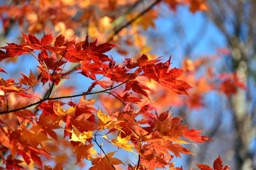 紅葉3