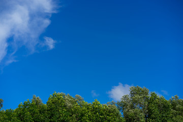 Blue sky with clouds above trees. Scattered white clouds in the blue sky for text background.