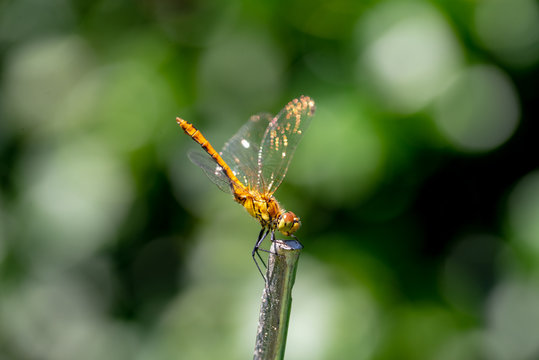 Une jeune libellule jaune de Parigné fait la belle