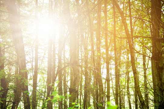 Beautiful blur maple trees trunk and sunlight in foret at boston.