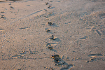 Foot steps across beach sand