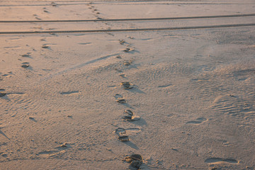 Foot steps across beach sand