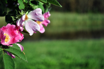 Wild rose pink flower on the soft dark green blurry bokeh background