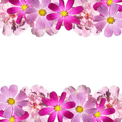 Beautiful floral background with peonies and Cosmo 
