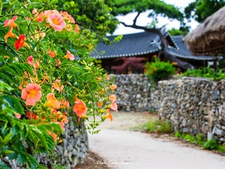 trumpet creeper in AHsan