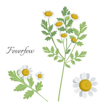 Feverfew plant with blossom blooming flower vector illustration